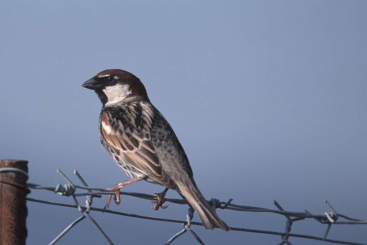 Passer Hispaniolensis Spanish Sparrow